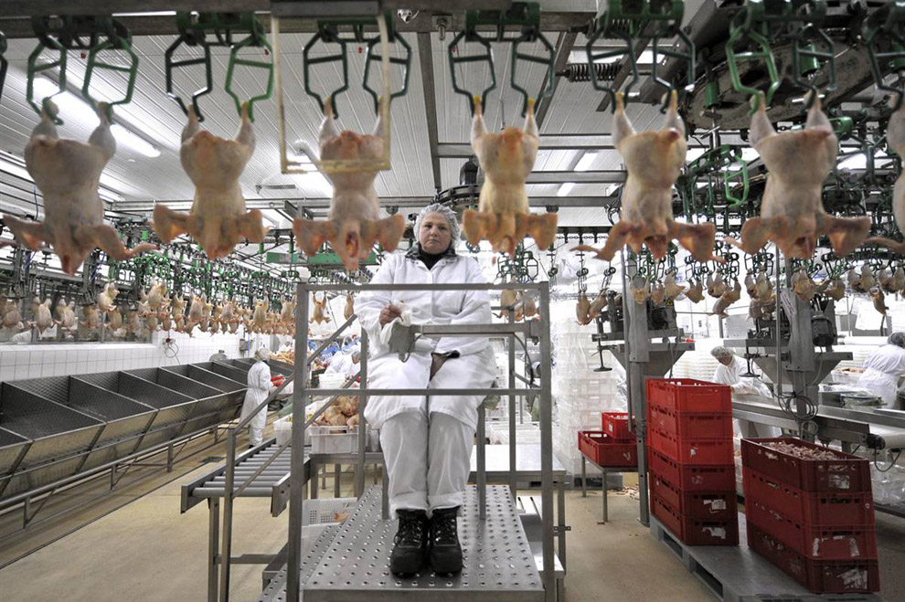 Лучшие фото недели: предприятие по производству мяса птицы