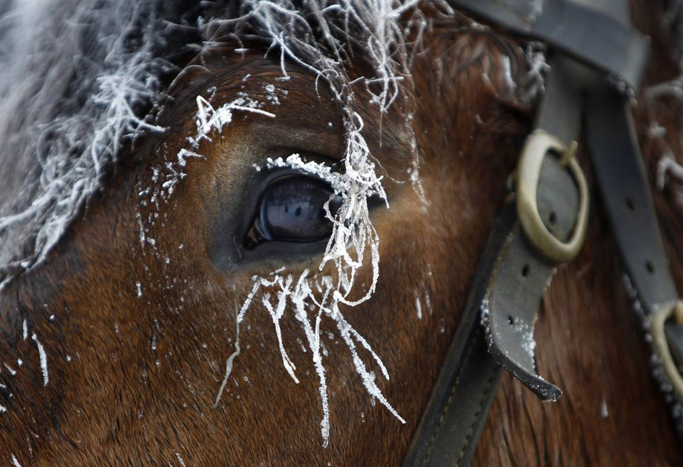 Фотографии зимы: лошадь