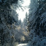 Зимний лес Подмосковья