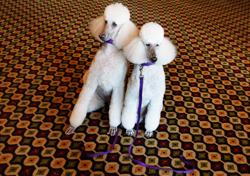 Две белые собаки.