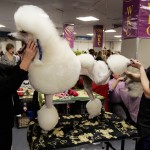 Лучшие из лучших: 135-я выставка собак «Westminster Kennel Club Dog Show» 2011 (продолжение)