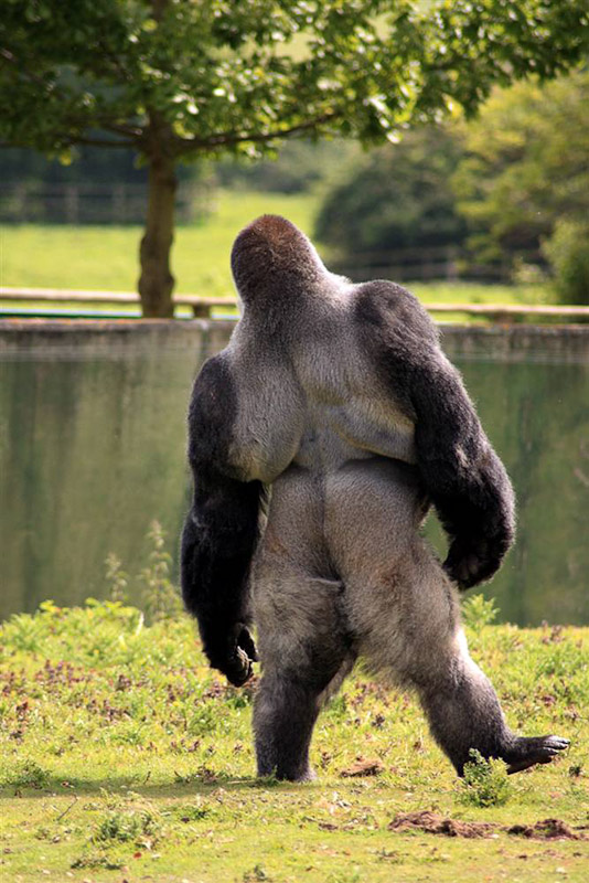 Удивительная горилла