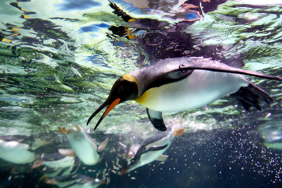 Красивые пингвины