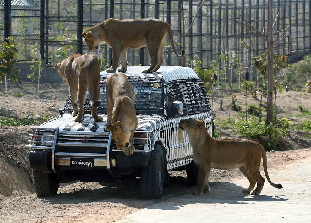 Львы нападают на машину