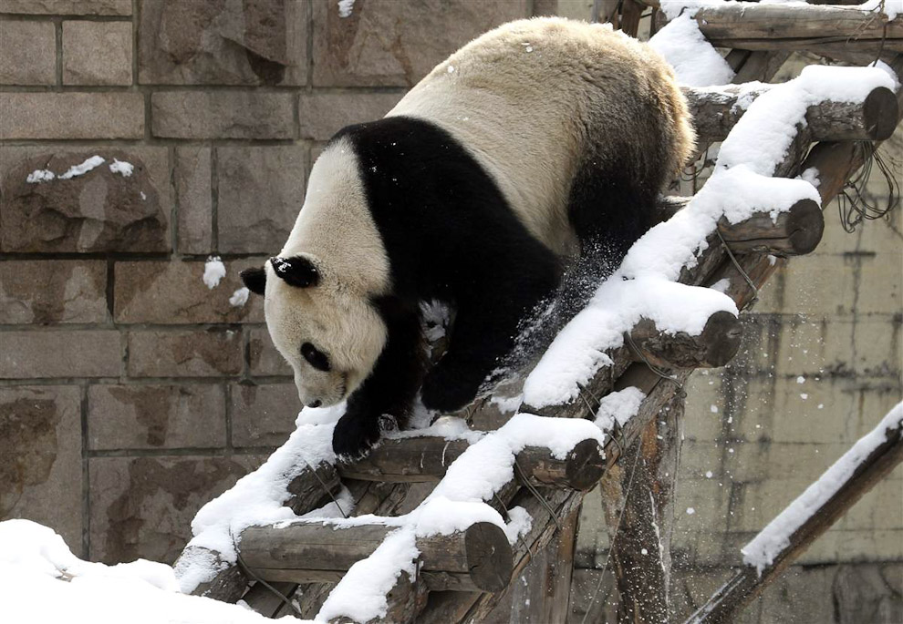 Панда лезет по лестнице