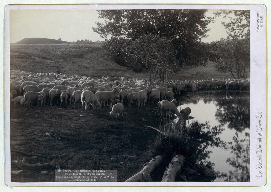 Джон Грабил: Пастух и отара