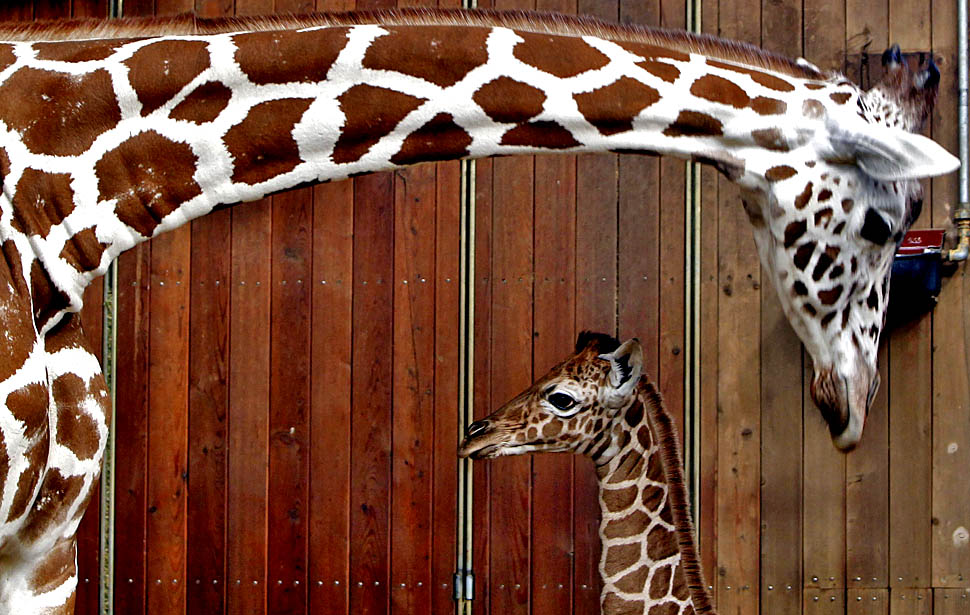 Новорожденный детеныш жирафа
