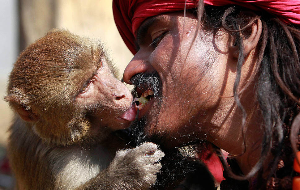Мужчина кормит обезьяну изо рта