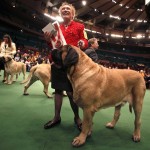 Выставка собак «Westminster Kennel Club Dog Show» 2011