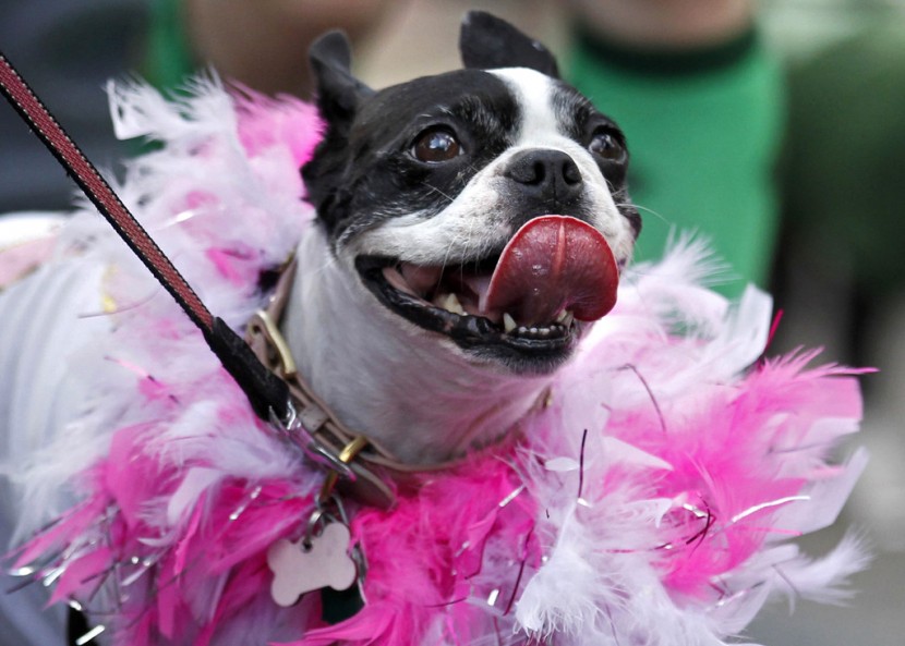 Собака на параде Марди Гра