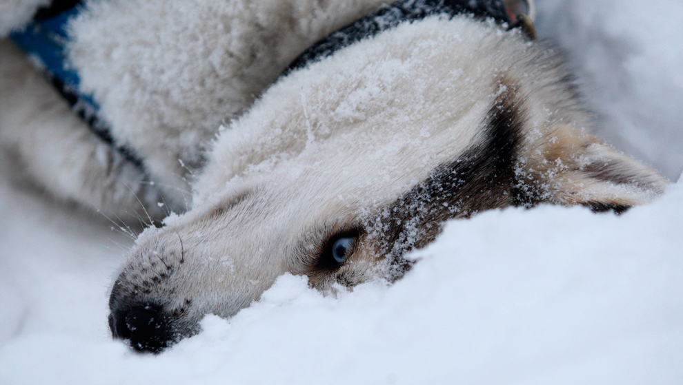 Собака лежит в снегу.