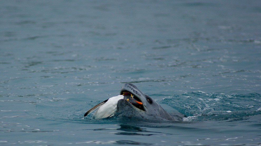 Морской леопард ест субантарктического пингвина