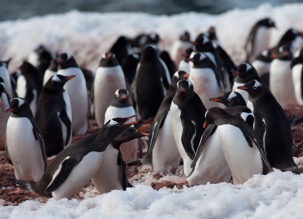 Субантарктические пингвины 