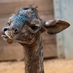 Новорожденный детеныш масайского жирафа 