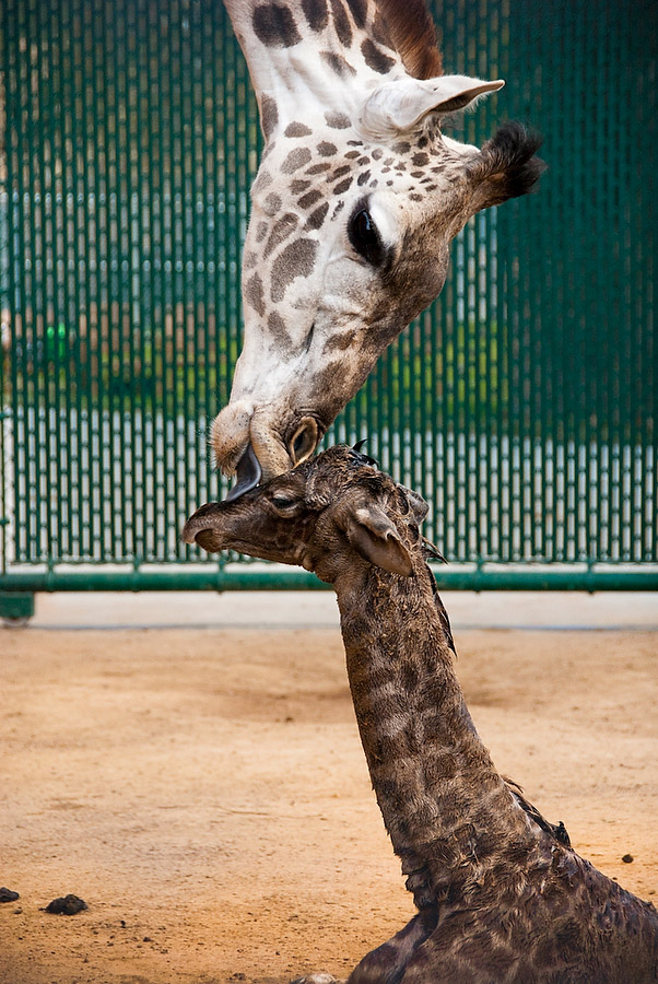 Новорожденный детеныш масайского жирафа