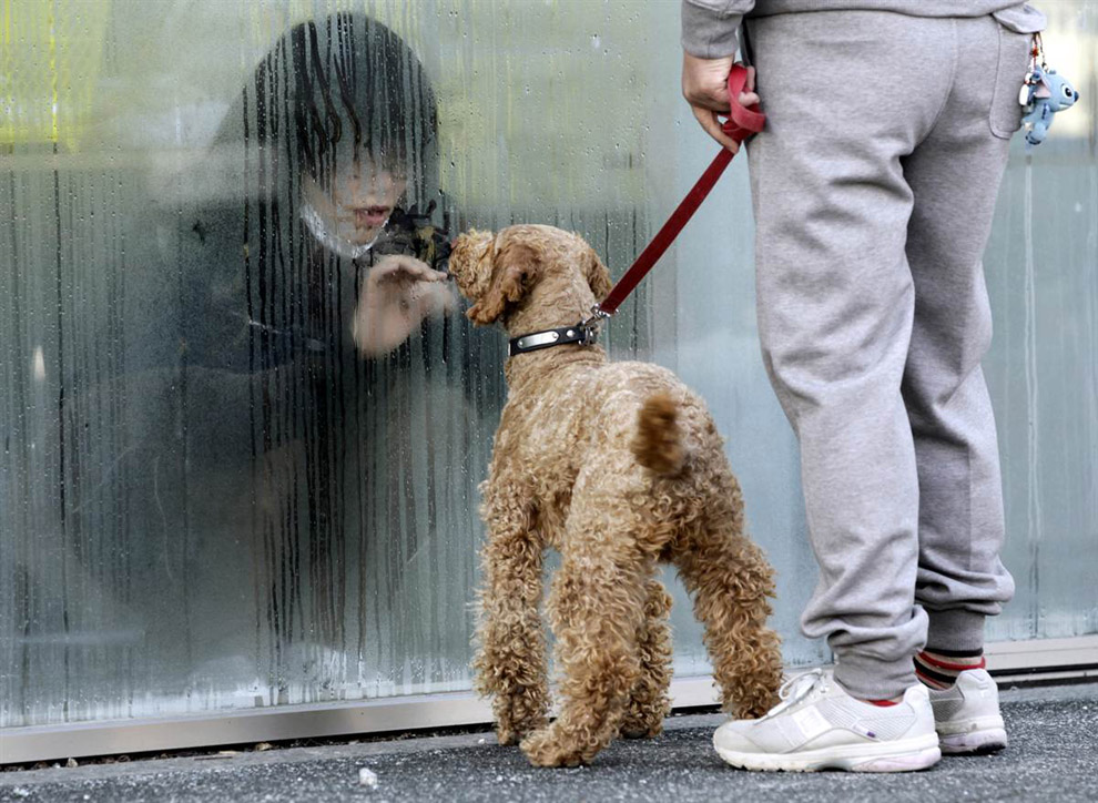 Девочка смотрит через стекло на собаку
