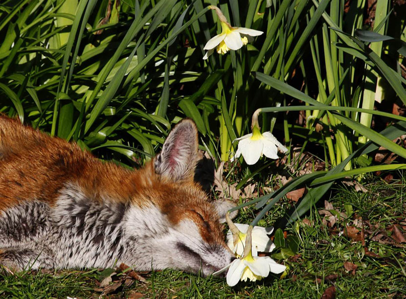 Лиса спит в саду