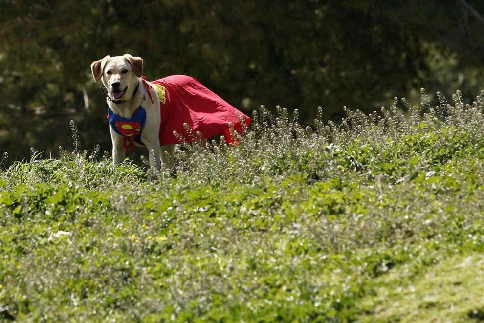 Собака в костюме Супермена