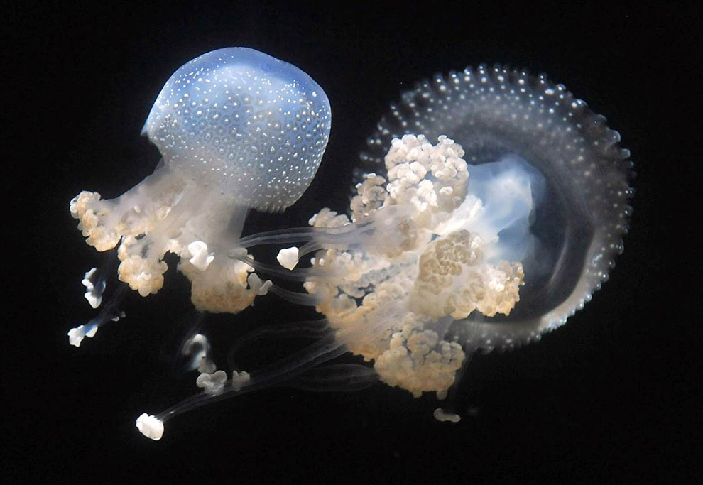 Австралийские пятнистые медузы 