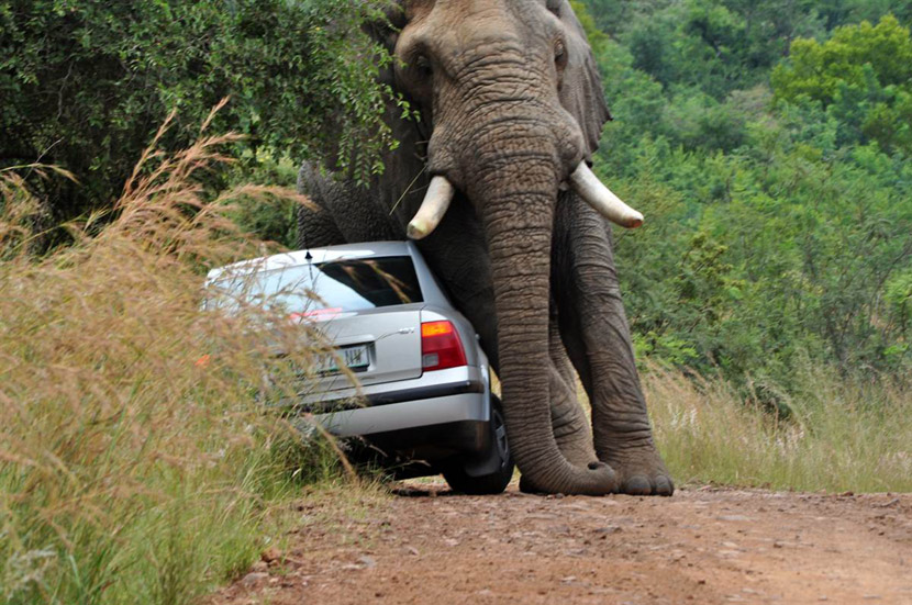 Слон из заповедника Пилансберг в ЮАР