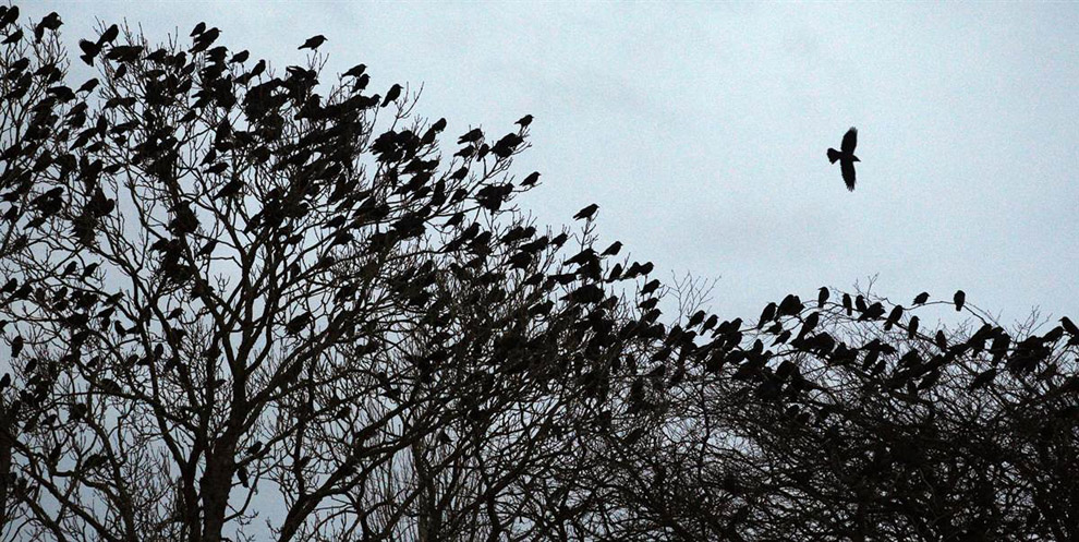 Вороны на дереве