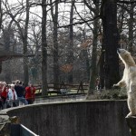 В Берлинском зоопарке умер медведь Кнут