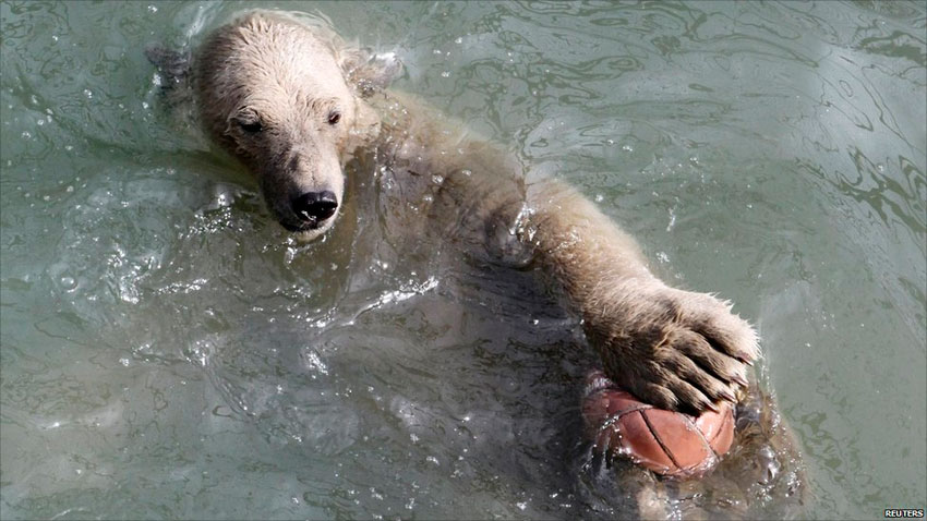 медведь играет с мячом
