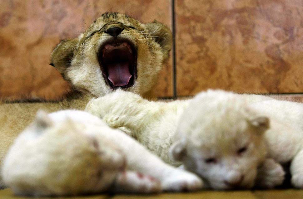 Львенок зевает