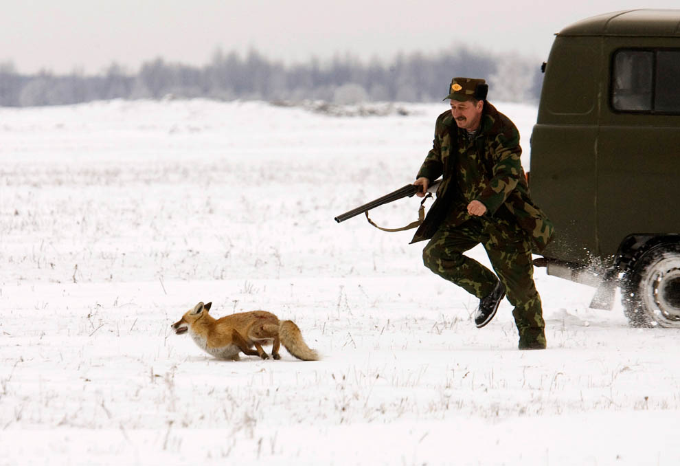Охотник ловит лису