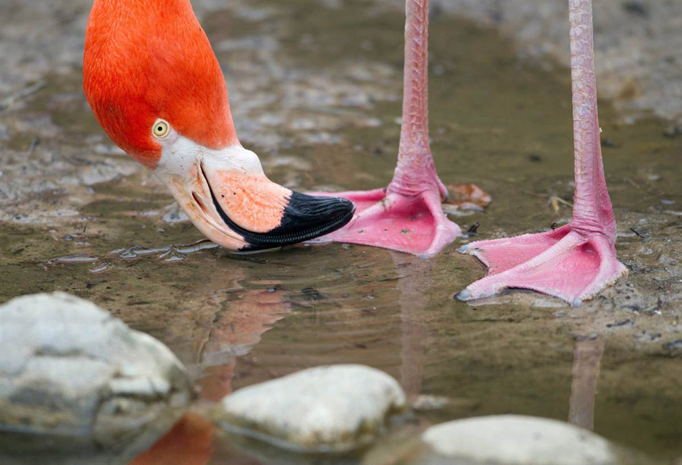 Фламинго пьет воду
