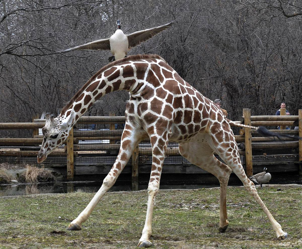 Канадская казарка и сетчатый жираф
