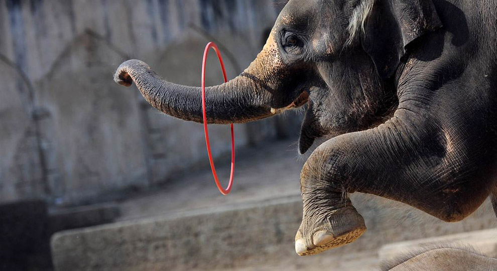 Слон с обручем