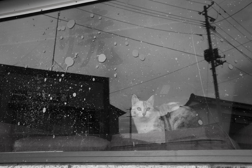Япония после цунами: кошка у окна