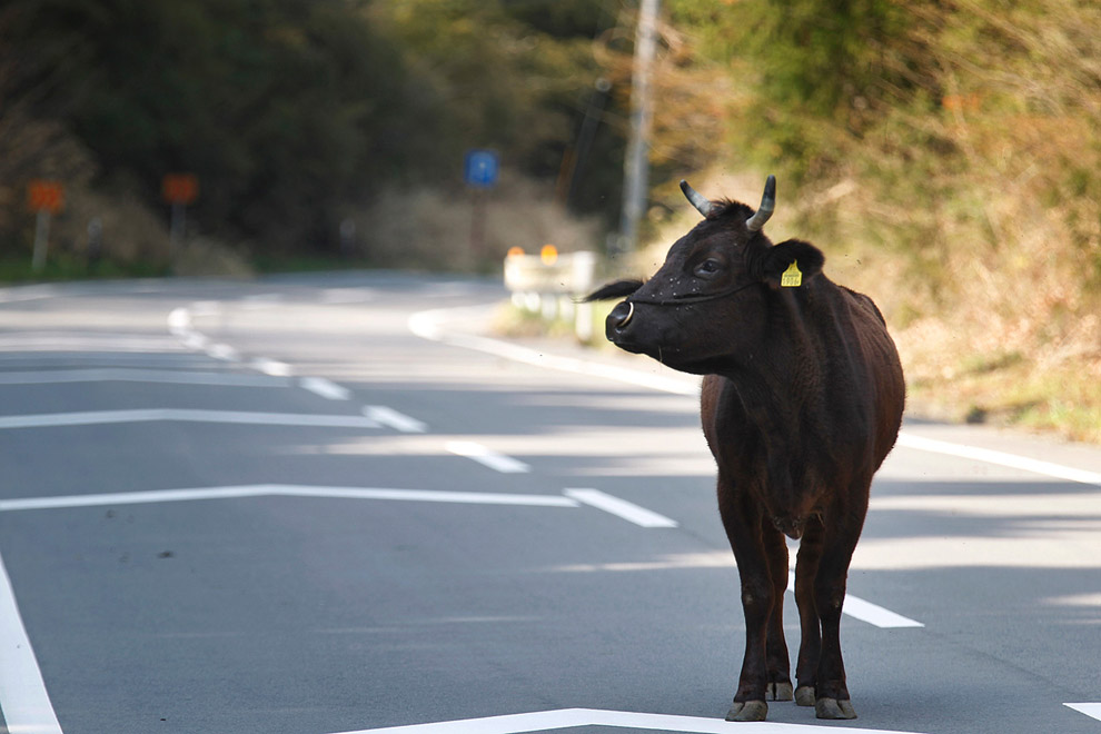 Корова на улице