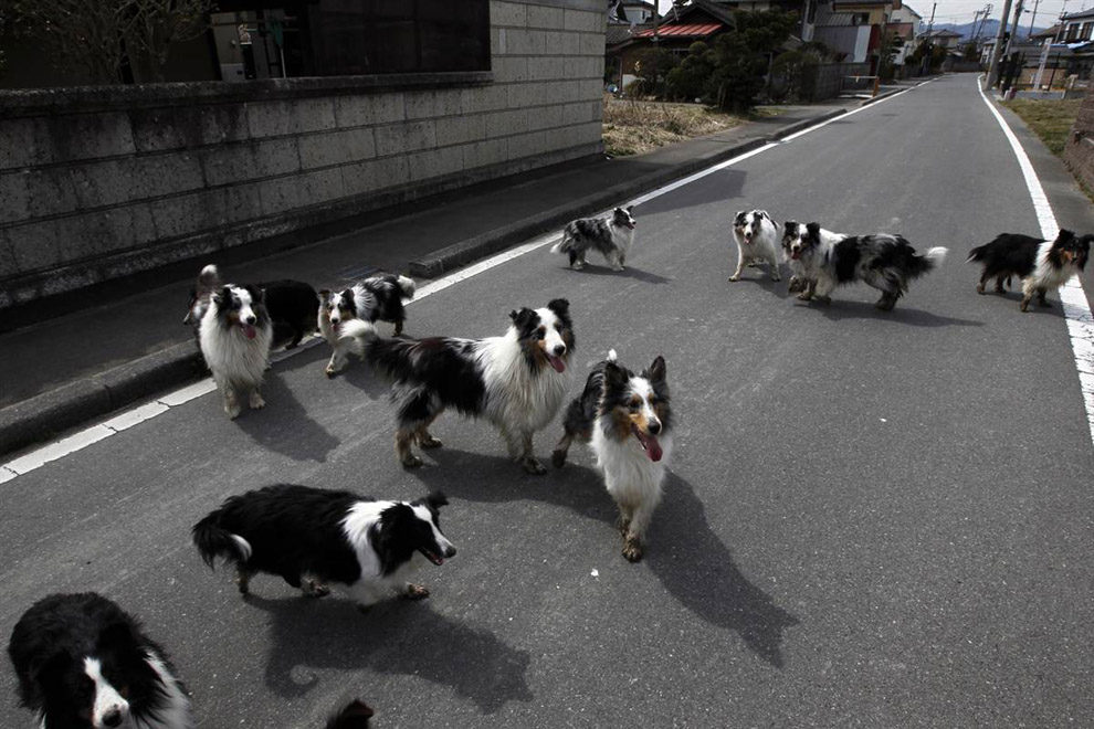 Собаки в японском городе после цунами