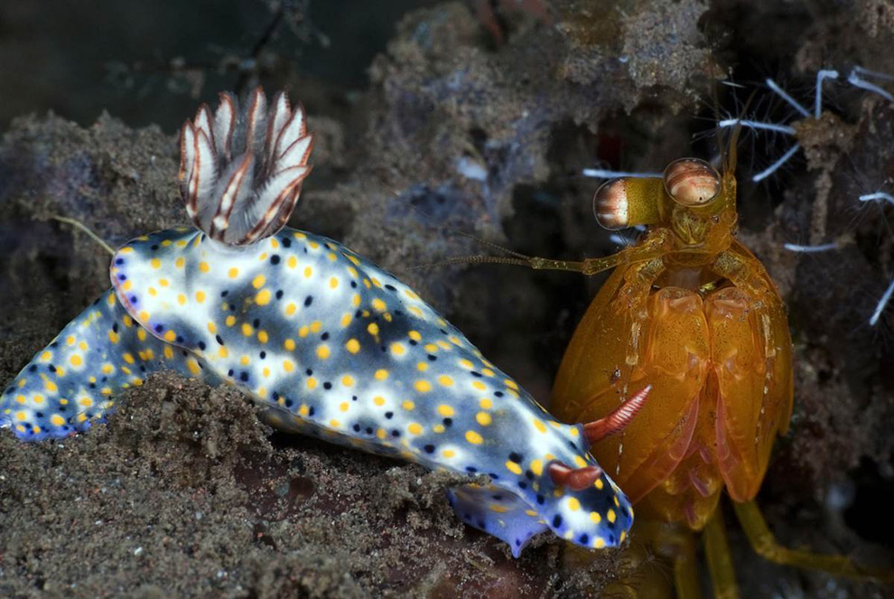 Nudibranchs and cancer-mantis