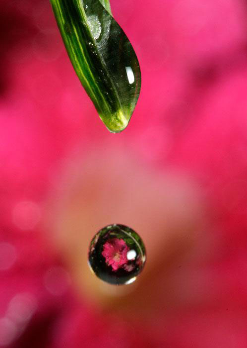 Цветок петунии сквозь каплю дождя