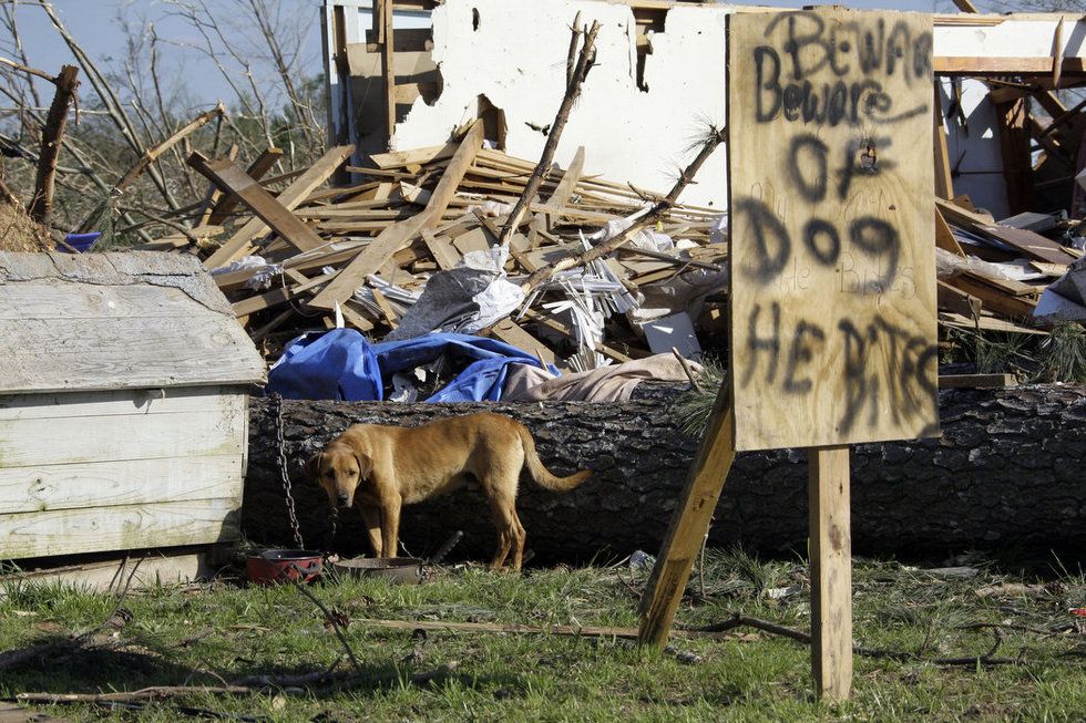 Собака охраняет развалины
