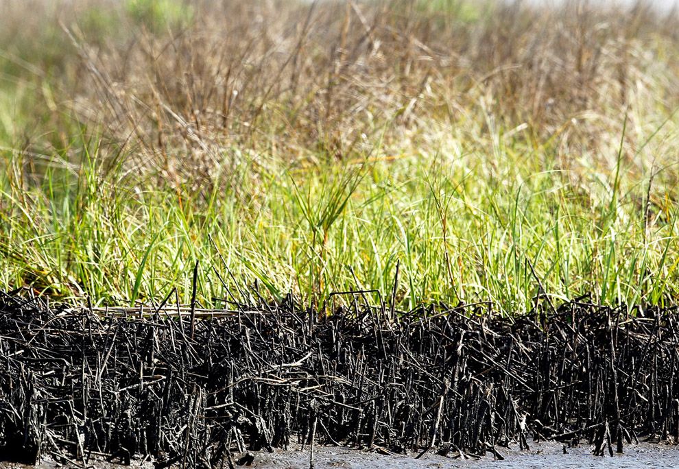 Загрязненная нефтью болотная трава