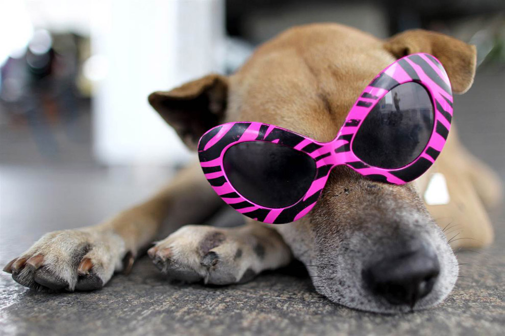 Собака в солнечных очках 