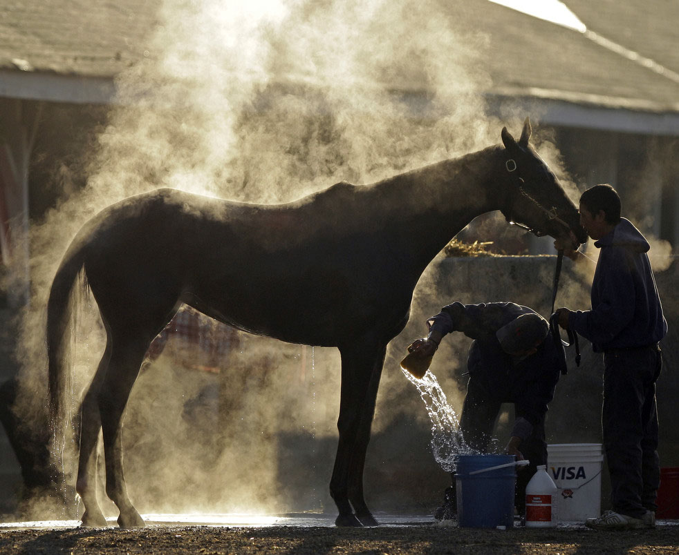 Персонал моет лошадь после утренней тренировки