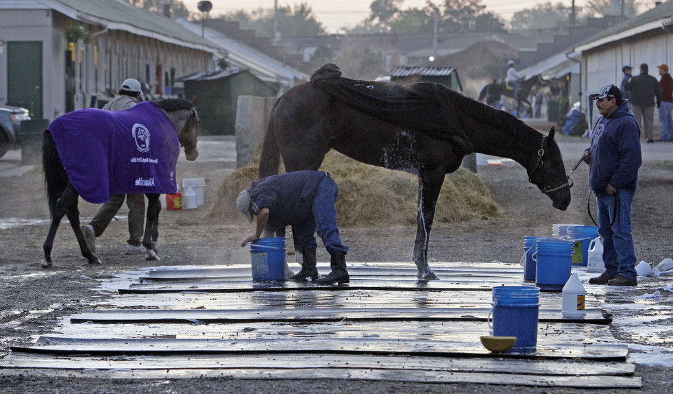 Лошади принимают водные процедуры