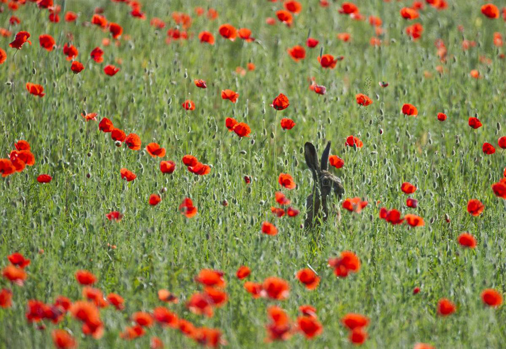 Заяц в маковом поле 