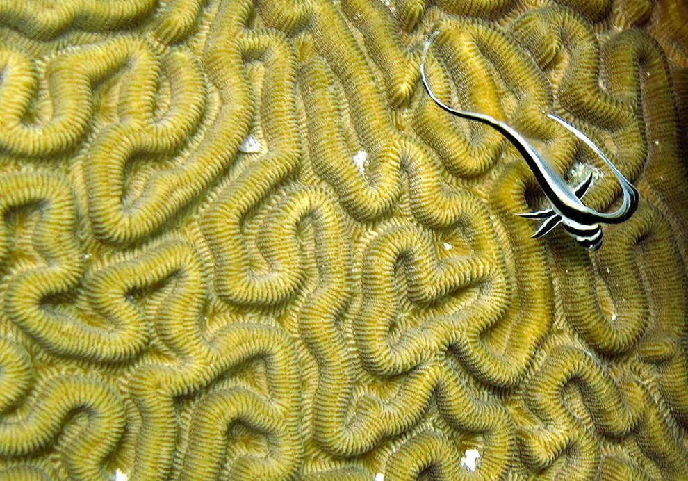 Коралловая рыба