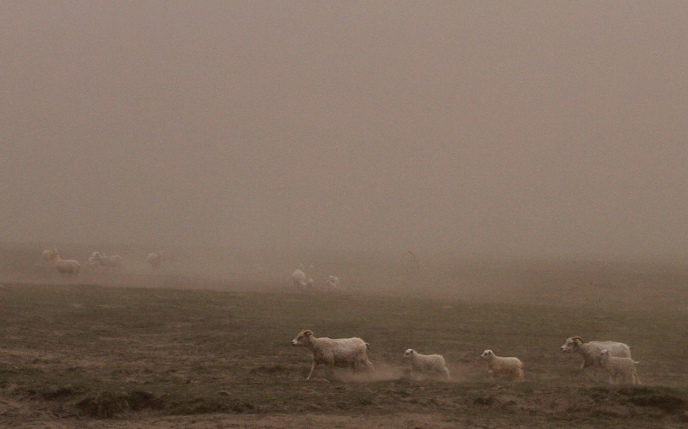 Овцы в облаке пепла