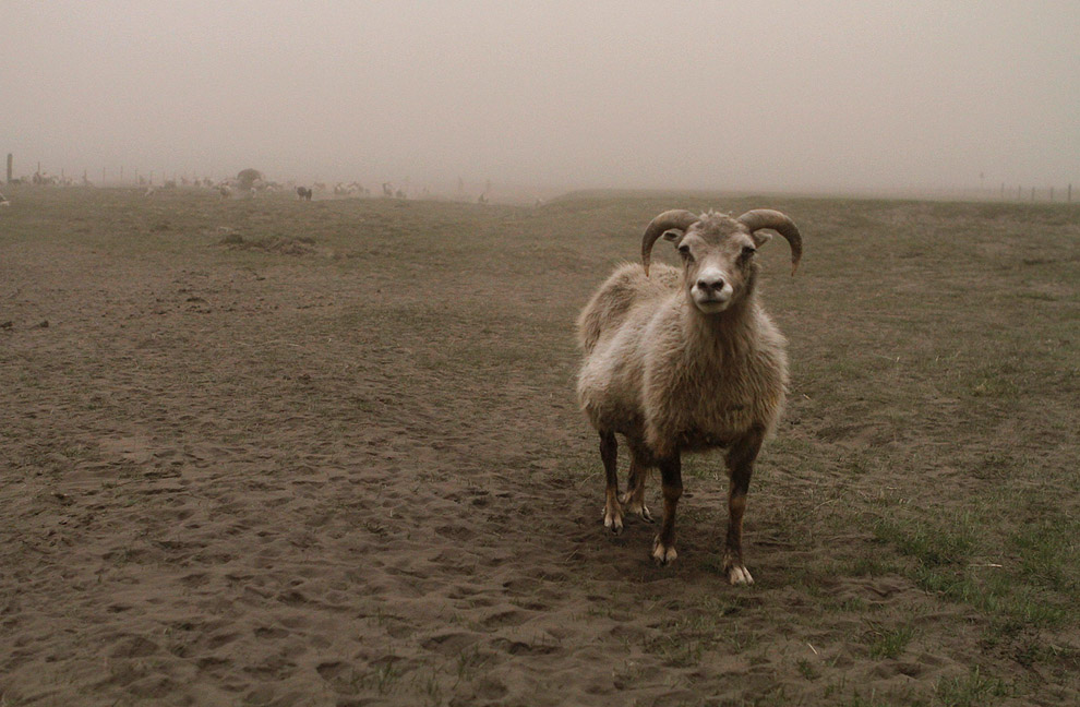 Овца в облаке пепла