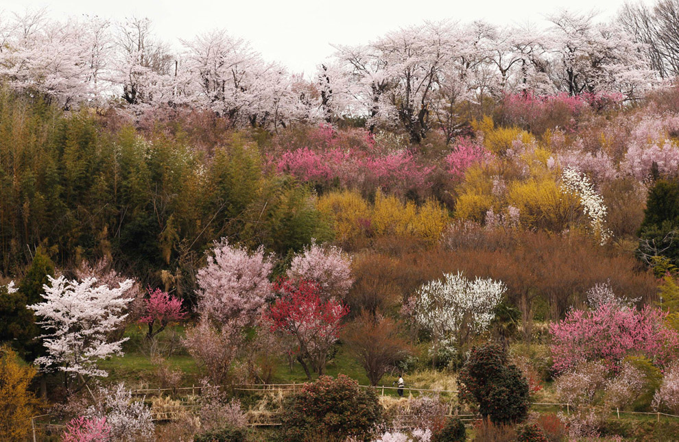 Цветущие сакуры