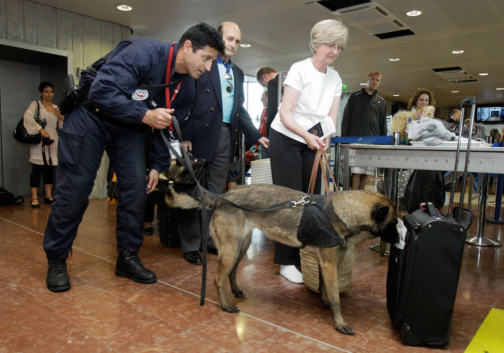 Полицейский с ищейкой проверяет багаж пассажиров