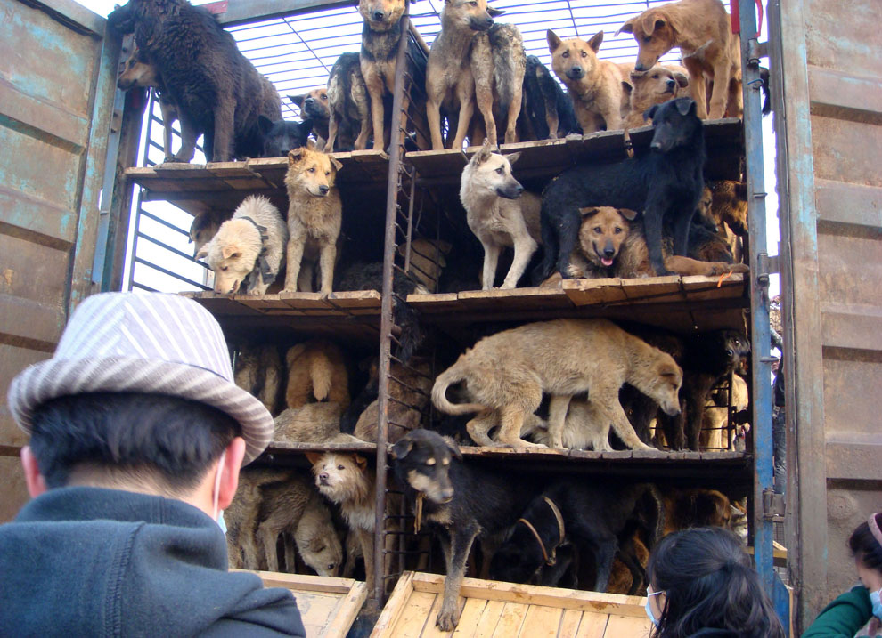 Спасённых любителями животных собак выпускают из грузовика