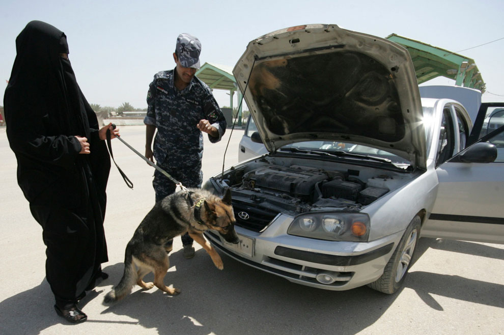 Полицейская собака обнюхивает автомобиль